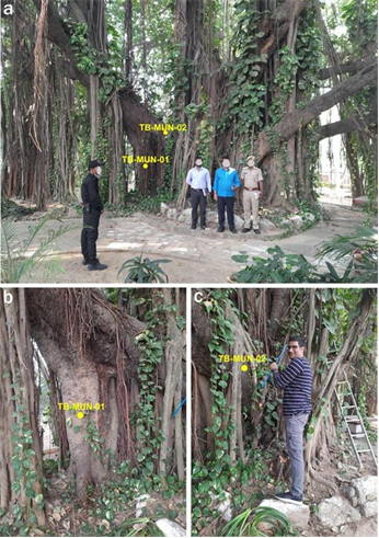 Heritage Banyan tree